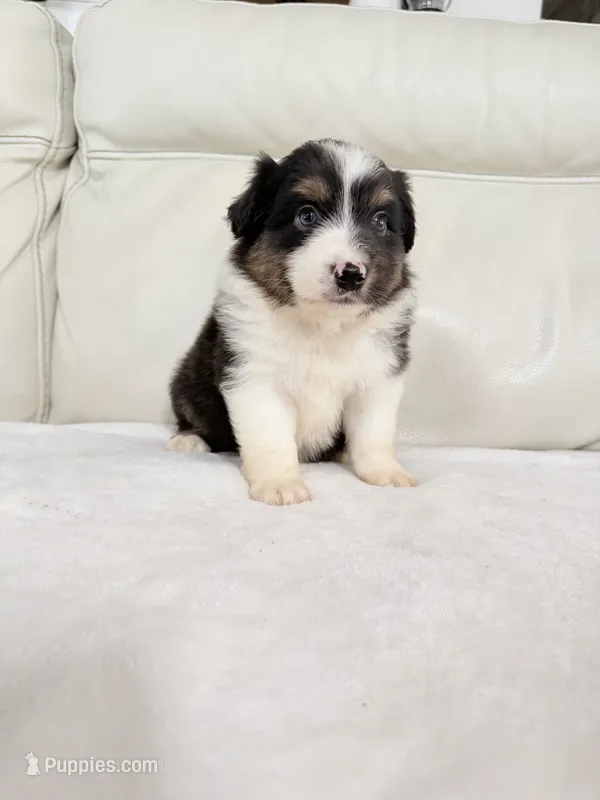 Male Black Tri – Australian Shepherd puppy for sale in Greenfield, OH