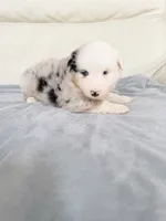 Male Blue Merle #1, a male Australian Shepherd for sale in Greenfield, OH – 5 of 7