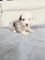 Male Blue Merle #1, a male Australian Shepherd for sale in Greenfield, OH – 6 of 7