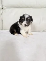 Male Black Tri, a male Australian Shepherd for sale in Greenfield, OH – 3 of 5