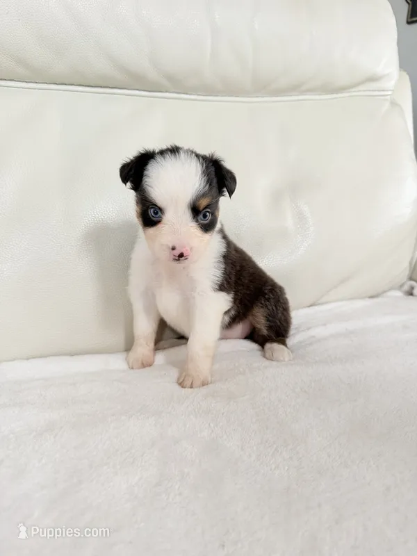 Female Black Tri – Australian Shepherd puppy for sale in Greenfield, OH