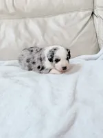 Cooper, a male Australian Shepherd and Goldendoodle for sale in Greenfield, OH – 2 of 4