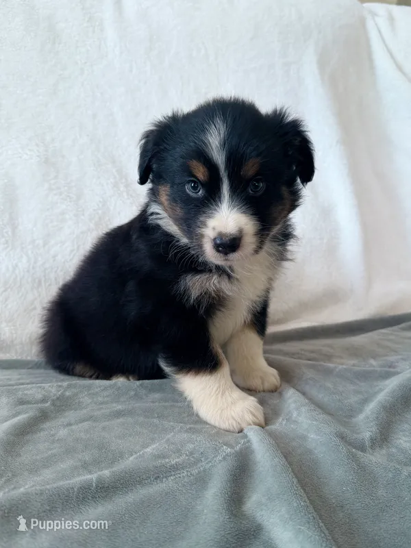 Denver – Australian Shepherd puppy for sale in Greenfield, OH