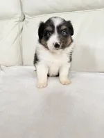 Male Black Tri, a male Australian Shepherd for sale in Greenfield, OH – 4 of 5