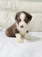 Maverick , a male Australian Shepherd for sale in Greenfield, OH – 3 of 4