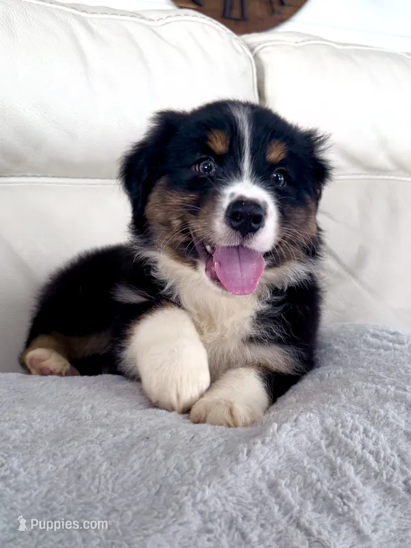 Denver – Australian Shepherd puppy for sale in Greenfield, OH