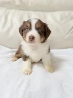 Denver, a male Australian Shepherd for sale in Greenfield, OH – 3 of 5