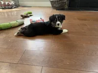 Denver, a male Australian Shepherd for sale in Greenfield, OH – 2 of 3