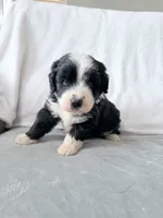 Oreo, a male Australian Shepherd and Goldendoodle for sale in Greenfield, OH – 2 of 9