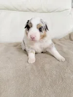 Female Blue Merle #1, a female Australian Shepherd for sale in Greenfield, OH – 2 of 4