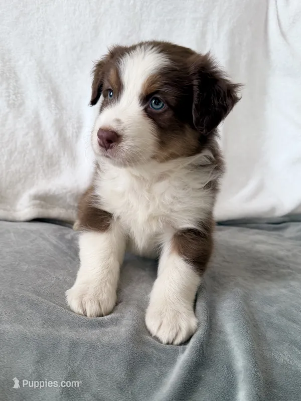 Maverick  – Australian Shepherd puppy for sale in Greenfield, OH