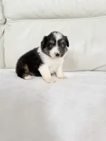 Male Black Tri, a male Australian Shepherd for sale in Greenfield, OH – 5 of 5