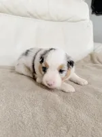 Female Blue Merle #2, a female Australian Shepherd for sale in Greenfield, OH – 2 of 4
