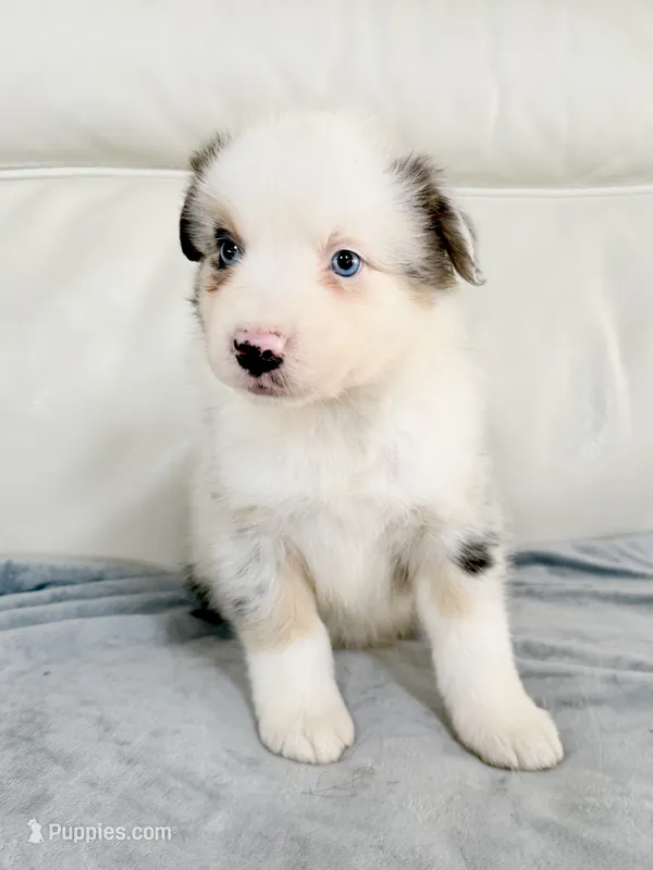 Male Blue Merle #2 – Australian Shepherd puppy for sale in Greenfield, OH