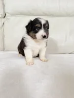 Male Black Tri, a male Australian Shepherd for sale in Greenfield, OH – 2 of 5
