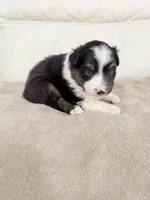 Male Black Tri, a male Australian Shepherd for sale in Greenfield, OH – 5 of 5