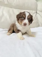 Denver, a male Australian Shepherd for sale in Greenfield, OH – 5 of 5