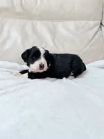 Oreo, a male Australian Shepherd and Goldendoodle for sale in Greenfield, OH – 4 of 6