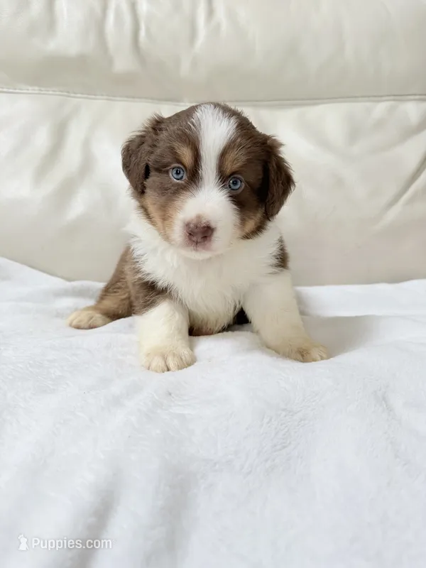 Denver – Australian Shepherd puppy for sale in Greenfield, OH