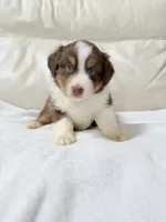 Denver, a male Australian Shepherd for sale in Greenfield, OH – 1 of 5