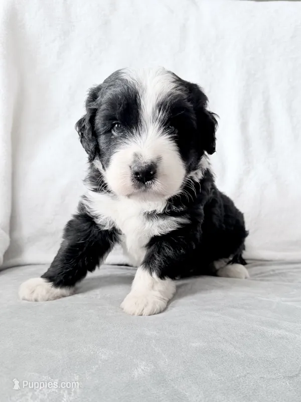 Oreo – Australian Shepherd, Goldendoodle puppy for sale in Greenfield, OH