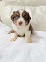 Denver, a male Australian Shepherd for sale in Greenfield, OH – 4 of 5