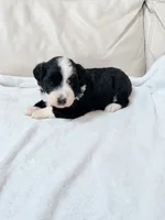 Oreo, a male Australian Shepherd and Goldendoodle for sale in Greenfield, OH – 5 of 6