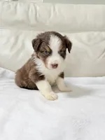 Maverick , a male Australian Shepherd for sale in Greenfield, OH – 4 of 4