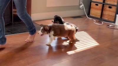 Maverick , a male Australian Shepherd for sale in Greenfield, OH – 2 of 5