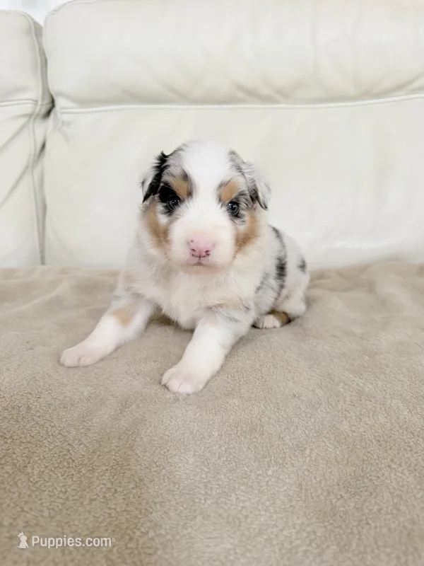 Female Blue Merle #1 – Australian Shepherd puppy for sale in Greenfield, OH