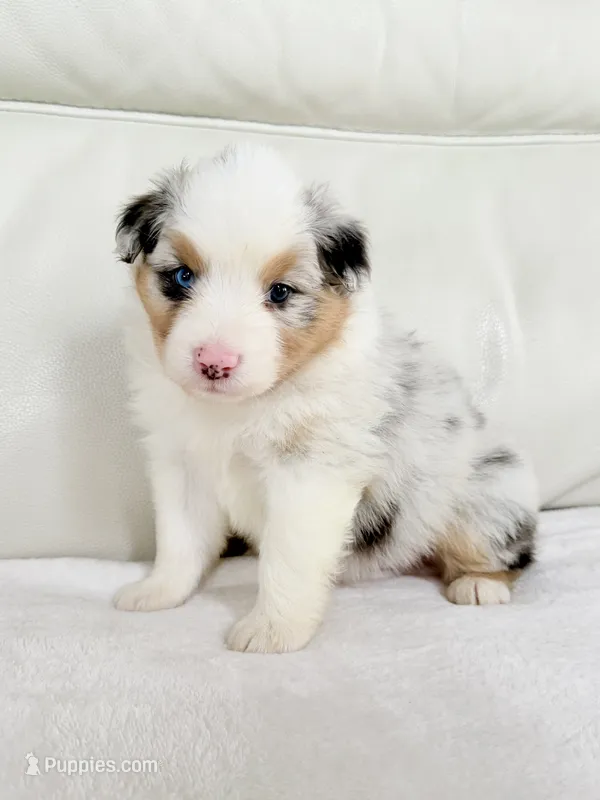 Female Blue Merle #2 – Australian Shepherd puppy for sale in Greenfield, OH