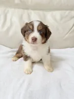 Denver, a male Australian Shepherd for sale in Greenfield, OH – 2 of 5