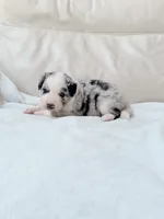Cooper, a male Australian Shepherd and Goldendoodle for sale in Greenfield, OH – 4 of 4