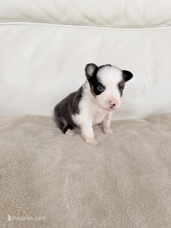 Female Black Tri – Australian Shepherd puppy for sale in Greenfield, OH