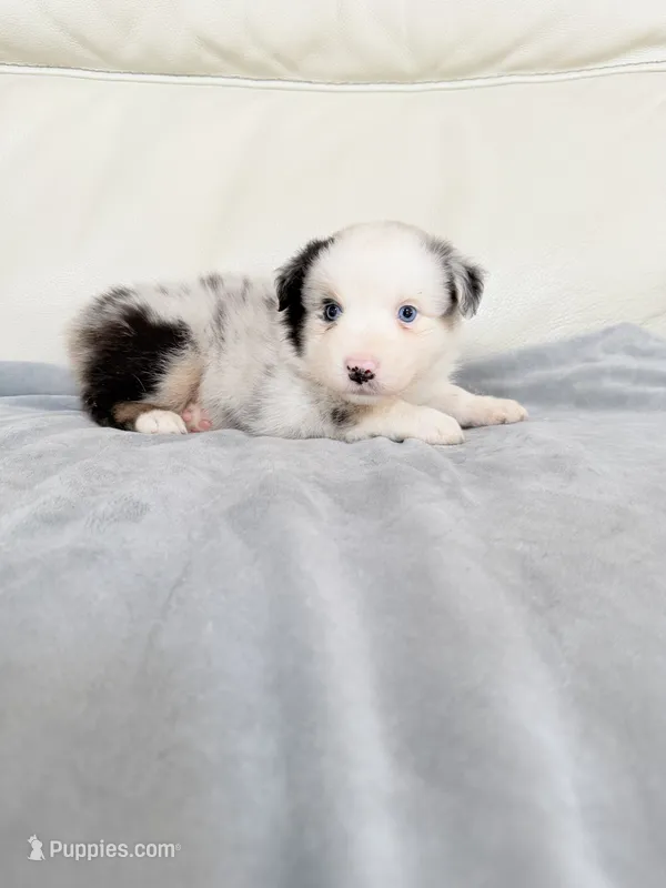 Male Blue Merle #2 – Australian Shepherd puppy for sale in Greenfield, OH