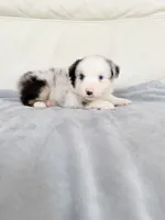 Male Blue Merle #2, a male Australian Shepherd for sale in Greenfield, OH – 1 of 4