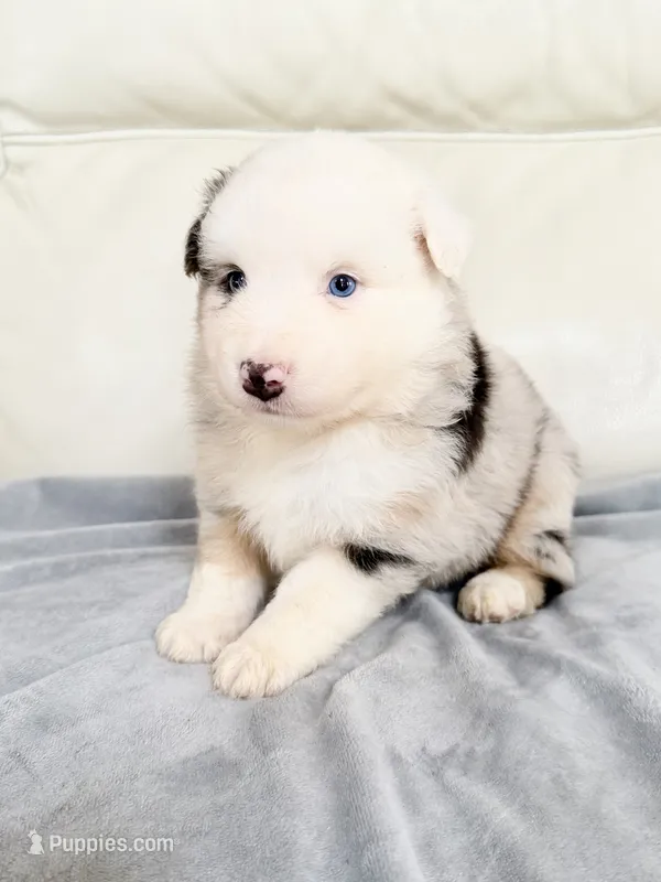 Male Blue Merle #1 – Australian Shepherd puppy for sale in Greenfield, OH
