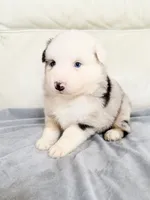 Male Blue Merle #1, a male Australian Shepherd for sale in Greenfield, OH – 1 of 7