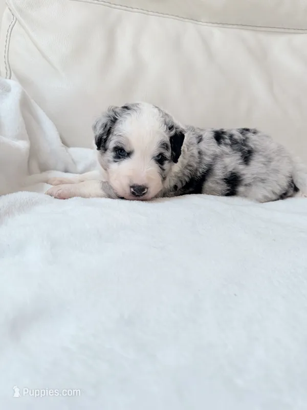 Cooper – Australian Shepherd, Goldendoodle puppy for sale in Greenfield, OH