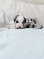 Cooper, a male Australian Shepherd and Goldendoodle for sale in Greenfield, OH – 1 of 4