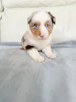 Male Red Merle , a male Australian Shepherd for sale in Greenfield, OH – 5 of 5