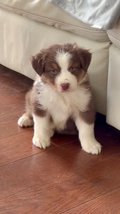Maverick , a male Australian Shepherd for sale in Greenfield, OH – 5 of 5
