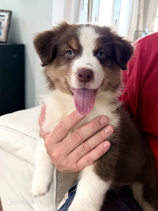 Maverick  – Australian Shepherd puppy for sale in Greenfield, OH