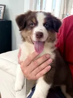 Maverick , a male Australian Shepherd for sale in Greenfield, OH – 1 of 5