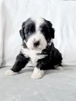 Oreo, a male Australian Shepherd and Goldendoodle for sale in Greenfield, OH – 3 of 9