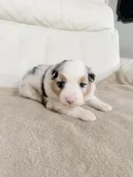 Female Blue Merle #2, a female Australian Shepherd for sale in Greenfield, OH – 4 of 4