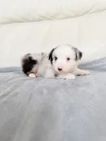 Male Blue Merle #2, a male Australian Shepherd for sale in Greenfield, OH – 4 of 4