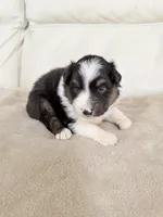 Male Black Tri, a male Australian Shepherd for sale in Greenfield, OH – 3 of 5