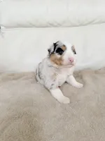 Female Blue Merle #1, a female Australian Shepherd for sale in Greenfield, OH – 3 of 4