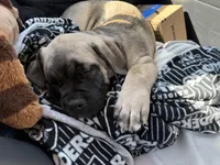 Diesel , a male Cane Corso for sale in Hidden Valley Lake, CA – Photo 7 of 7